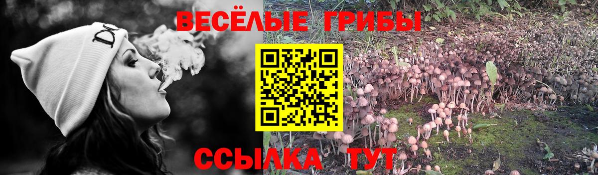 Будённовск  Галлюциногенные грибы прущие грибы  Вход с VPN 